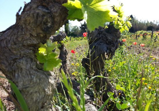 Domaine Castell-Reynoard