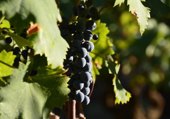 Domaine Castell-Reynoard