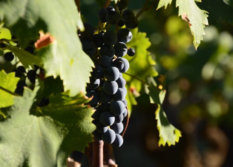 Domaine Castell-Reynoard