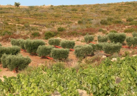 Domaine la Suffrène