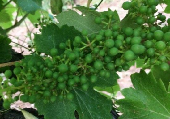 Domaine de la Mourrette