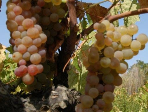 Domaine de la Mourrette