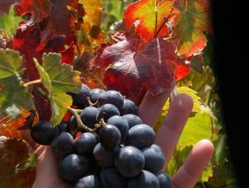 Domaine de la Mourrette