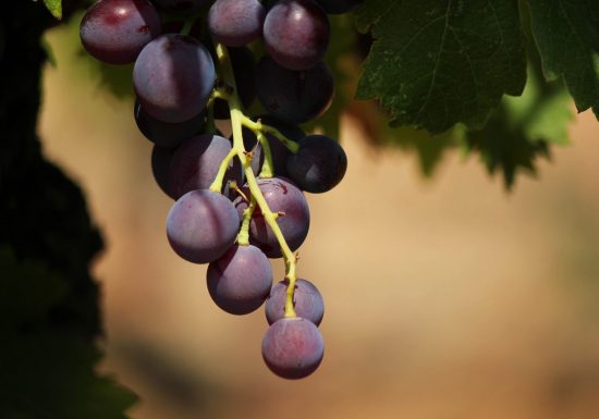 Domaine de l’Estagnol