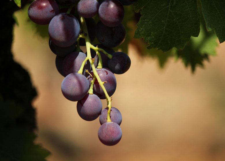 Domaine de l’Estagnol