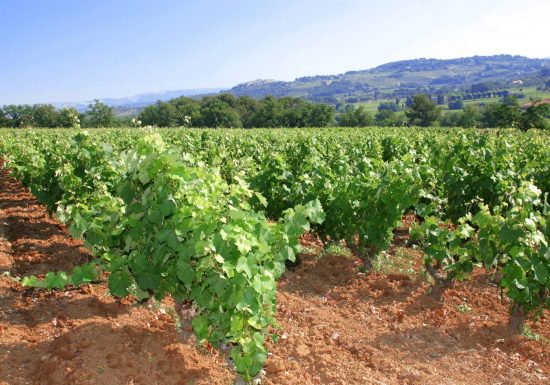 Domaine Lafran-Veyrolles