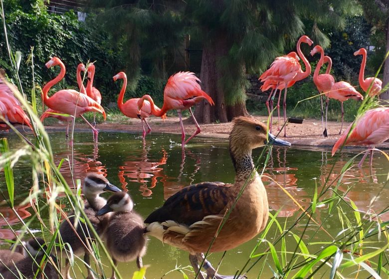 ZOA Tier- und Botanischer Park