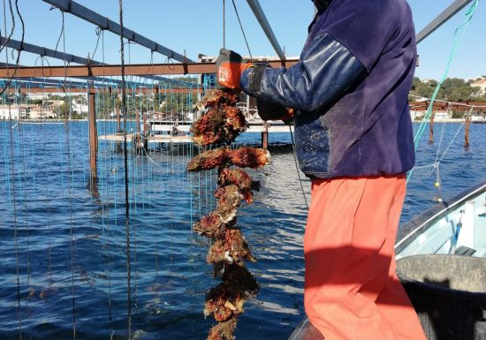 Le Ponton de Thalassa