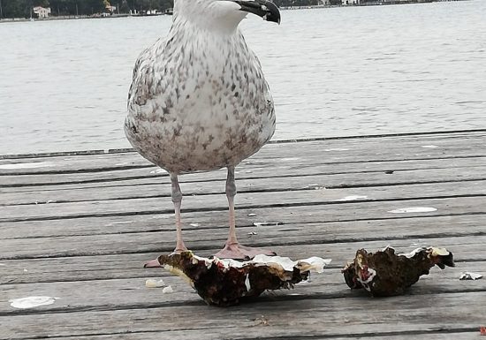 Le Ponton de Thalassa