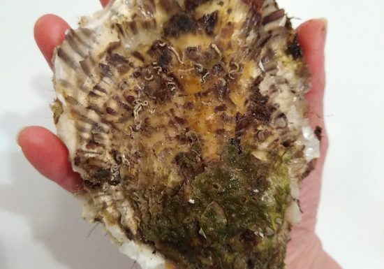 Le Ponton de Thalassa