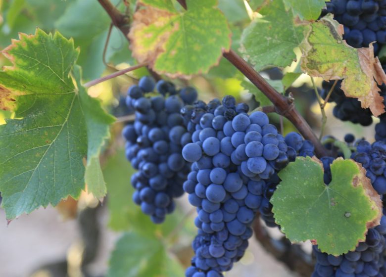 Cabanon des vignes