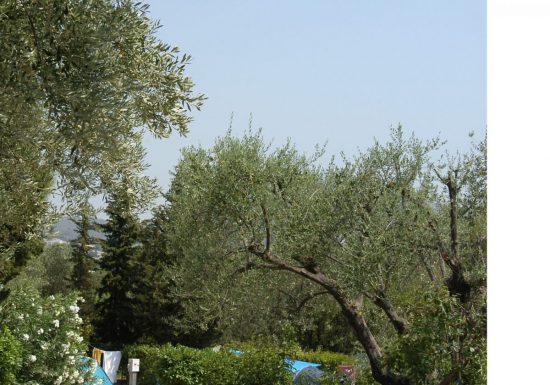 Les Cigales