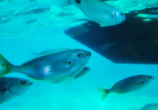 Atlantide / Aquascope