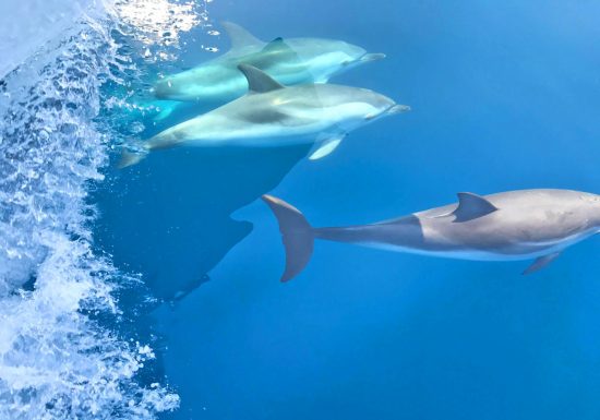 Atlantide / Sortie Dauphins Cétacés