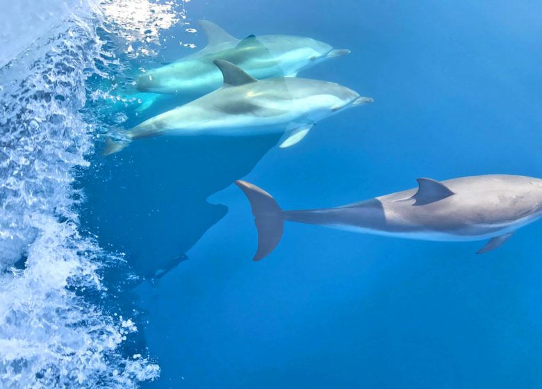 Atlantis / Cetacean Dolphins Tour