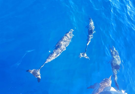 Atlantide / Sortie Dauphins Cétacés