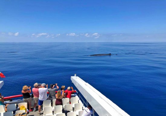 Atlantide / Sortie Dauphins Cétacés