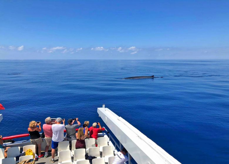 Atlantide / Sortie Dauphins Cétacés