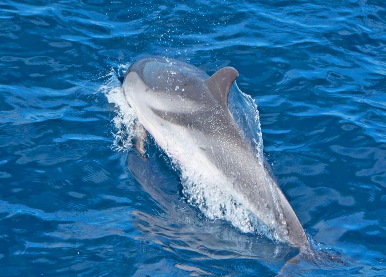 Atlantide / Sortie Dauphins Cétacés