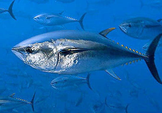 Bandol Fishing Club
