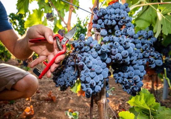 Domaine du Paternel
