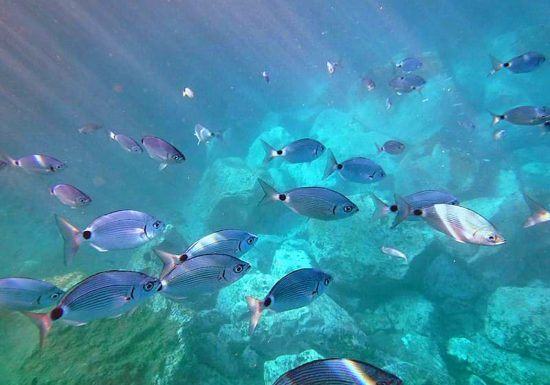 Bandol Plongée / Formations