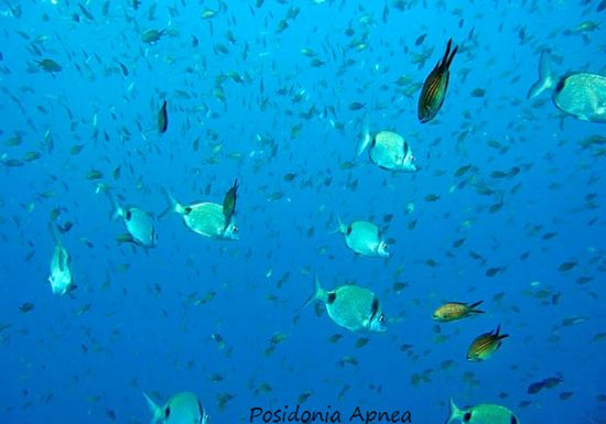 Posidonia Apnea