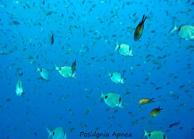 Posidonia-Apnoe