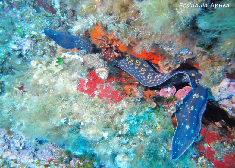 Posidonia Apnea