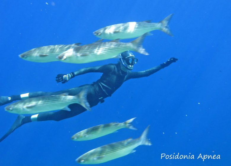 Posidonia-Apnoe