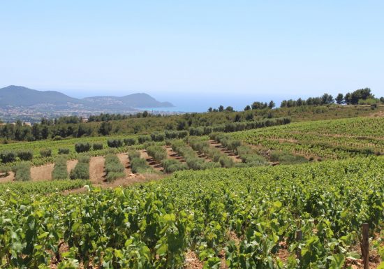 Domaine la Suffrène