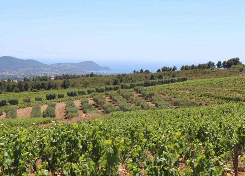 Domaine la Suffrène